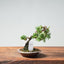 Kishu Juniper Bonsai 985 - Bonsaify