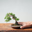 Kishu Juniper Bonsai 985 - Bonsaify