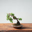 Kishu Juniper Bonsai 985 - Bonsaify
