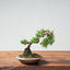 Kishu Juniper Bonsai 985 - Bonsaify