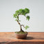 Kishu Juniper Bonsai 986 - Bonsaify