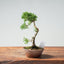 Kishu Juniper Bonsai 986 - Bonsaify
