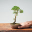 Kishu Juniper Bonsai 986 - Bonsaify