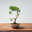 Kishu Juniper Bonsai 986 - Bonsaify
