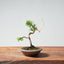Kishu Juniper Bonsai 987 - Bonsaify
