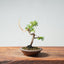 Kishu Juniper Bonsai 987 - Bonsaify