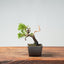 Kishu Juniper Bonsai 988 - Bonsaify