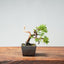 Kishu Juniper Bonsai 988 - Bonsaify