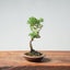 Kishu Juniper Bonsai 989 - Bonsaify