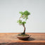 Kishu Juniper Bonsai 989 - Bonsaify