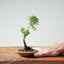Kishu Juniper Bonsai 989 - Bonsaify