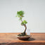 Kishu Juniper Bonsai 989 - Bonsaify