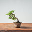 Kishu Juniper Bonsai 990 - Bonsaify