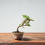 Kishu Juniper Bonsai 990 - Bonsaify