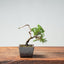 Kishu Juniper Bonsai 991 - Bonsaify