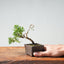 Kishu Juniper Bonsai 991 - Bonsaify