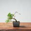 Kishu Juniper Bonsai 991 - Bonsaify