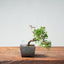 Kishu Juniper Bonsai 991 - Bonsaify