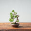Kishu Juniper Bonsai 992 - Bonsaify