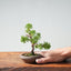 Kishu Juniper Bonsai 992 - Bonsaify