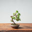 Kishu Juniper Bonsai 992 - Bonsaify