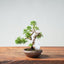 Kishu Juniper Bonsai 992 - Bonsaify