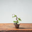 Kishu Juniper Bonsai 993 - Bonsaify