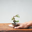 Kishu Juniper Bonsai 993 - Bonsaify