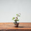 Kishu Juniper Bonsai 993 - Bonsaify