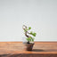 Kishu Juniper Bonsai 993 - Bonsaify