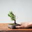 Kishu Juniper Bonsai 994 - Bonsaify