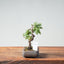 Kishu Juniper Bonsai 994 - Bonsaify