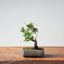 Kishu Juniper Bonsai 994 - Bonsaify