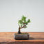 Kishu Juniper Bonsai 994 - Bonsaify