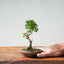 Kishu Juniper Bonsai 995 - Bonsaify