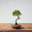 Kishu Juniper Bonsai 995 - Bonsaify