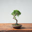 Kishu Juniper Bonsai 995 - Bonsaify