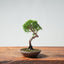 Kishu Juniper Bonsai 995 - Bonsaify