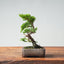 Kishu Juniper Bonsai 996 - Bonsaify