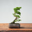 Kishu Juniper Bonsai 996 - Bonsaify