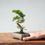 Kishu Juniper Bonsai 996 - Bonsaify