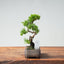 Kishu Juniper Bonsai 996 - Bonsaify