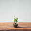 Kishu Juniper Bonsai 997 - Bonsaify