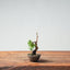 Kishu Juniper Bonsai 997 - Bonsaify