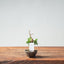 Kishu Juniper Bonsai 997 - Bonsaify