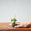 Kishu Juniper Bonsai 997 - Bonsaify