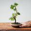 Kishu Juniper Bonsai 998 - Bonsaify