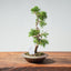 Kishu Juniper Bonsai 998 - Bonsaify
