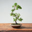 Kishu Juniper Bonsai 998 - Bonsaify