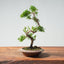 Kishu Juniper Bonsai 998 - Bonsaify